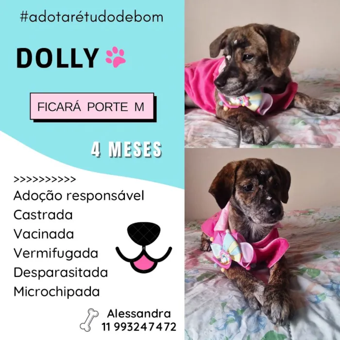 Cachorro ra a Srd idade 2 a 6 meses nome Dolly
