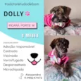 Dolly