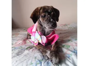 Cachorro raça Srd idade 2 a 6 meses nome Dolly
