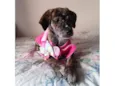 Dolly