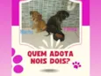 Filhotes