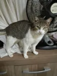 Catharina 