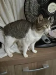 Catharina 
