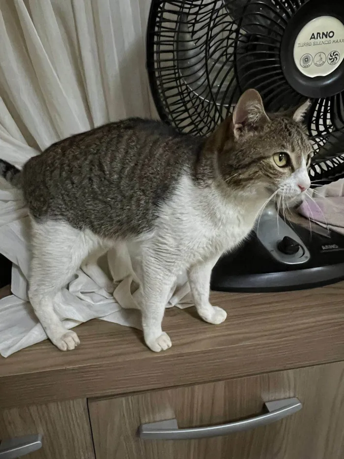 Gato ra a SRD-ViraLata idade 1 ano nome Catharina 
