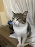 Catharina 