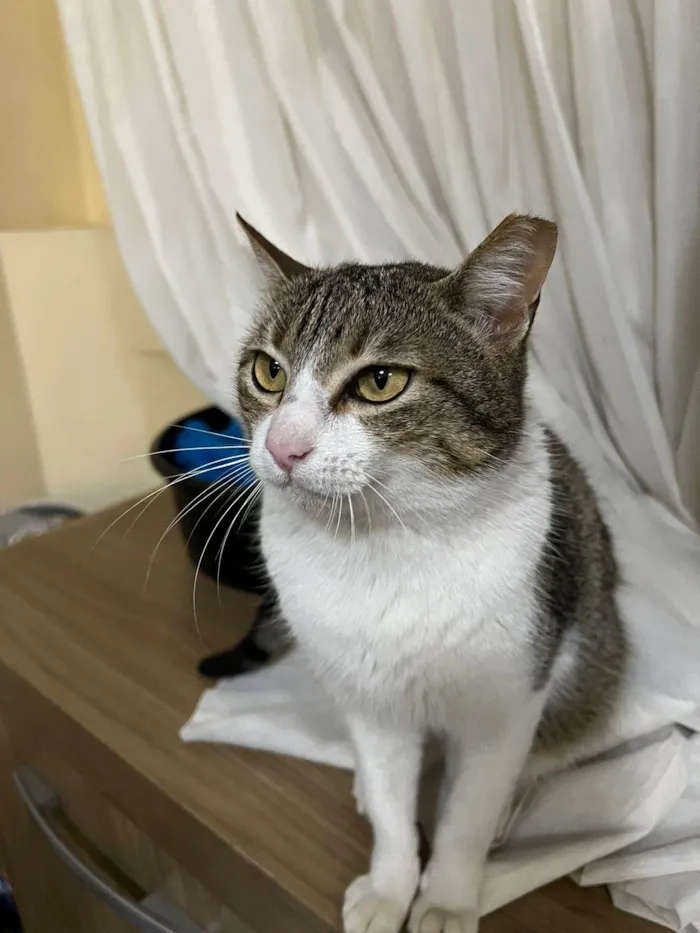 Gato ra a SRD-ViraLata idade 1 ano nome Catharina 