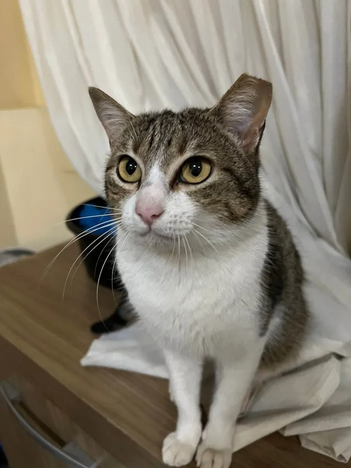 Gato ra a SRD-ViraLata idade 1 ano nome Catharina 