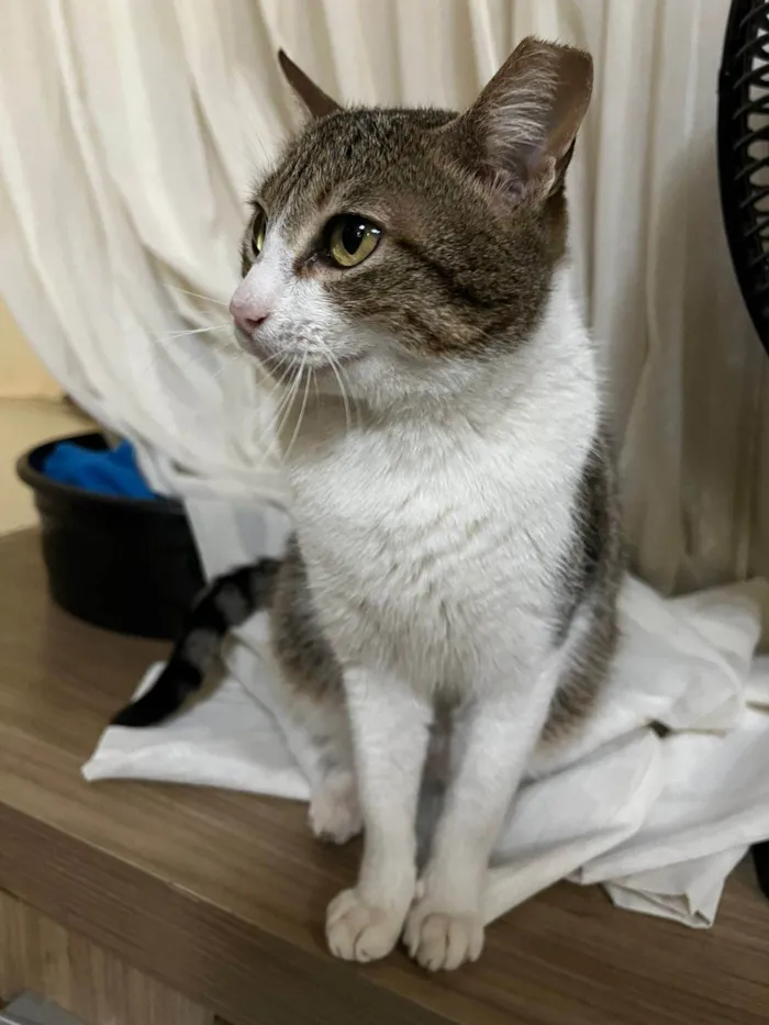 Gato ra a SRD-ViraLata idade 1 ano nome Catharina 