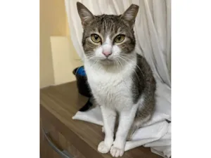 Gato raça SRD-ViraLata idade 1 ano nome Catharina 