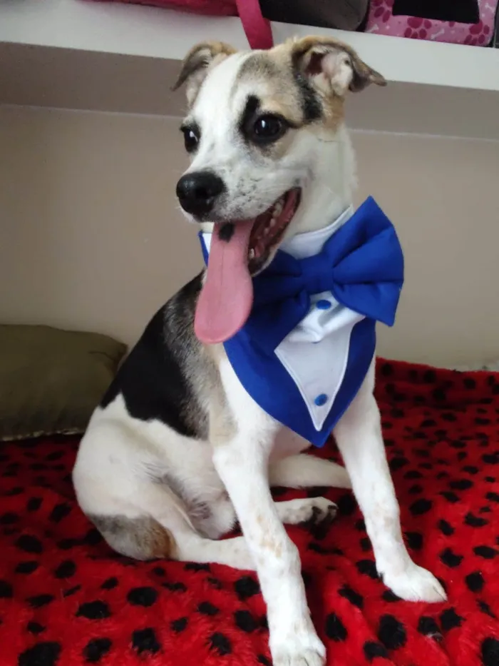 Cachorro ra a SRD-ViraLata idade 7 a 11 meses nome Sury