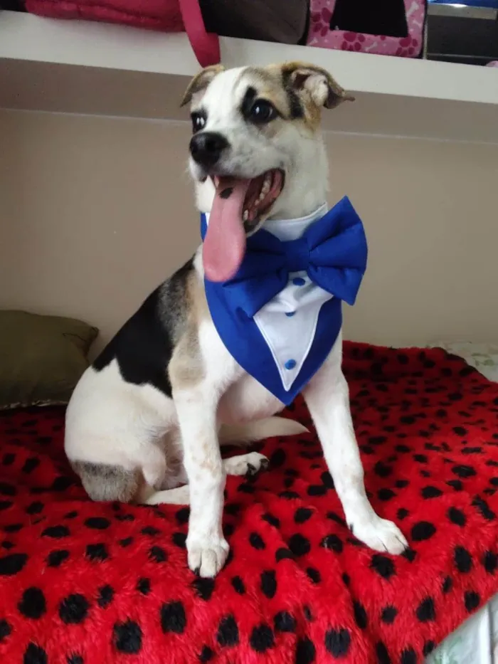 Cachorro ra a SRD-ViraLata idade 7 a 11 meses nome Sury