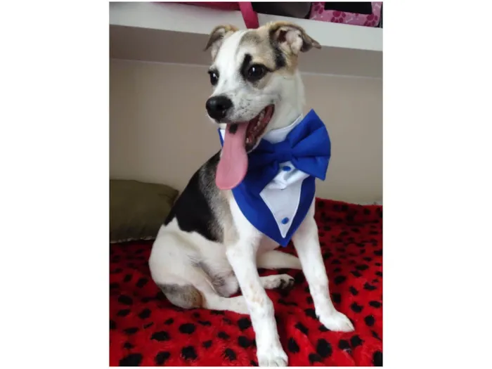 Cachorro ra a SRD-ViraLata idade 7 a 11 meses nome Sury