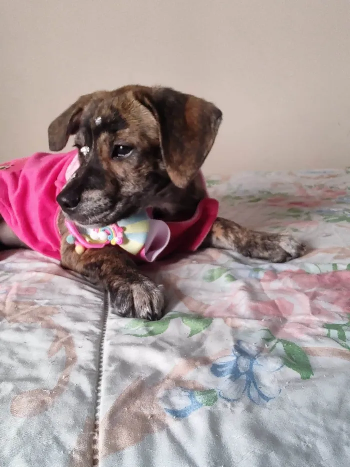 Cachorro ra a SRD-ViraLata idade 2 a 6 meses nome Dolly