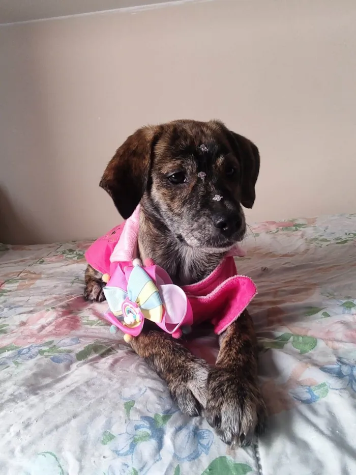 Cachorro ra a SRD-ViraLata idade 2 a 6 meses nome Dolly