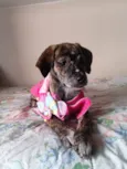 Dolly