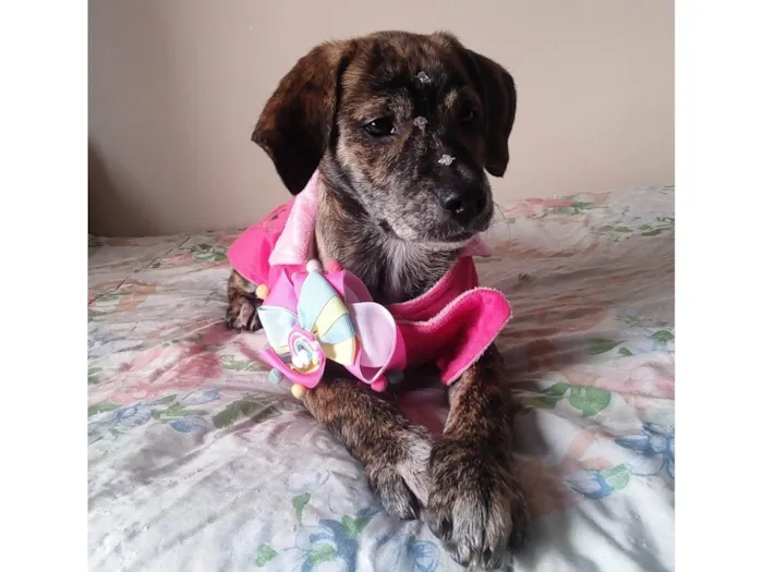 Cachorro ra a SRD-ViraLata idade 2 a 6 meses nome Dolly