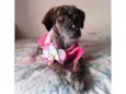 Dolly