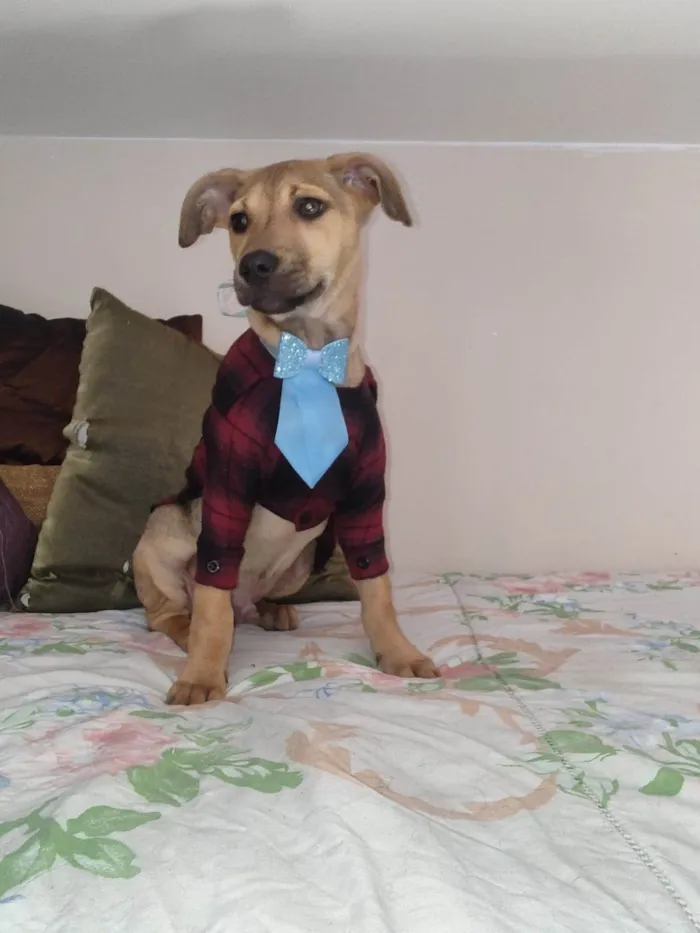 Cachorro ra a SRD-ViraLata idade 2 a 6 meses nome Broke
