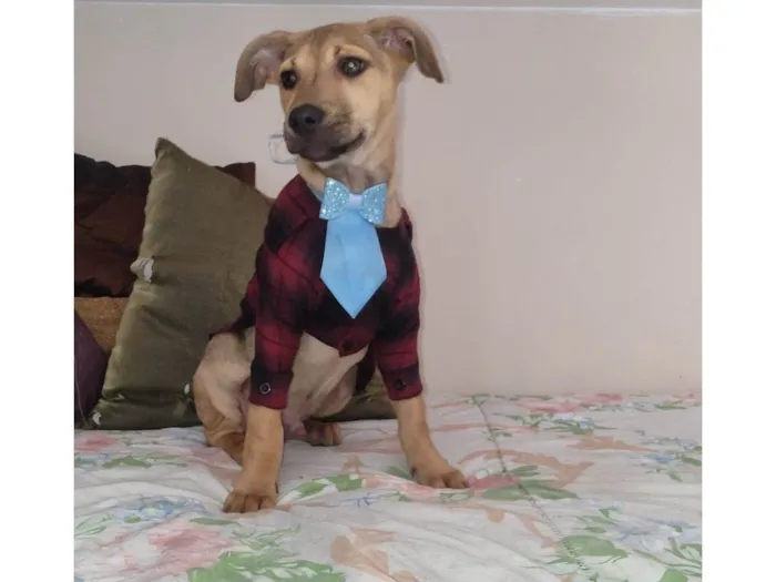 Cachorro ra a SRD-ViraLata idade 2 a 6 meses nome Broke