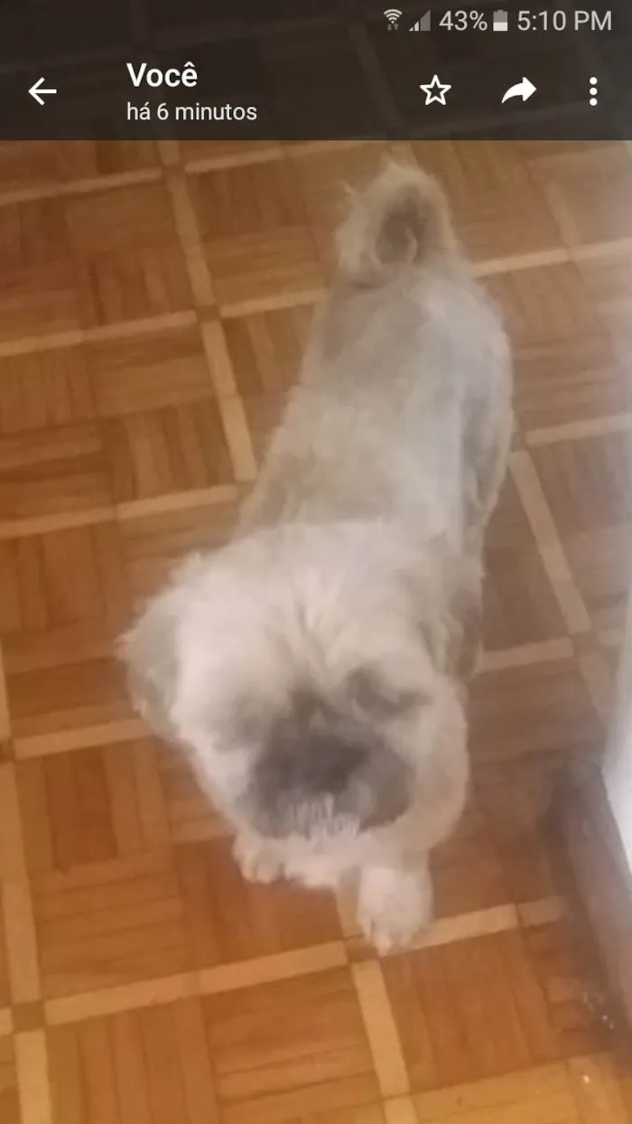 Cachorro ra a Shitzu idade 6 ou mais anos nome Spike