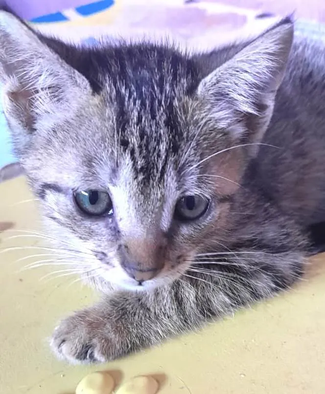 Gato ra a Mestico idade 2 a 6 meses nome Pítuxo 