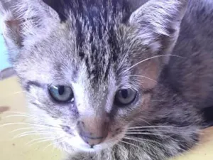 Gato raça Mestico idade 2 a 6 meses nome Pítuxo 