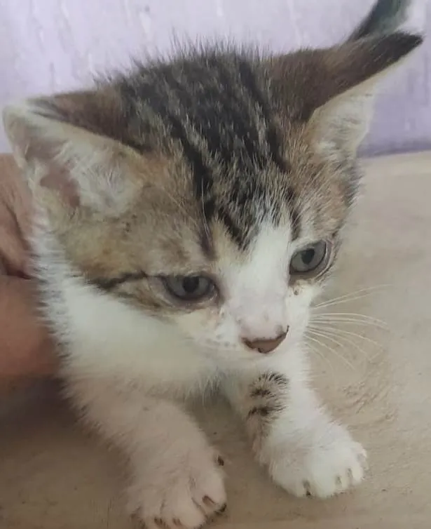 Gato ra a Mestico  idade 2 a 6 meses nome Fofuxo