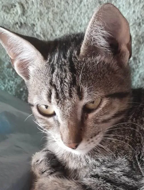 Gato ra a Mestico idade 2 a 6 meses nome Peter 