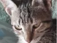 Peter 