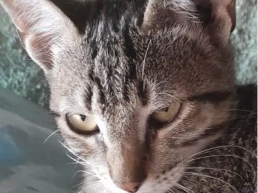 Gato ra a Mestico idade 2 a 6 meses nome Peter 