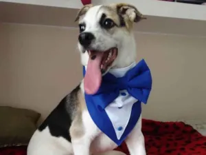 Cachorro raça SRD-ViraLata idade 7 a 11 meses nome Sury