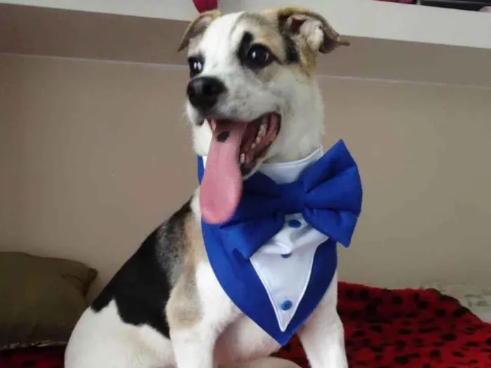 Cachorro ra a SRD-ViraLata idade 7 a 11 meses nome Sury
