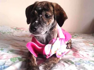 Cachorro raça SRD-ViraLata idade 2 a 6 meses nome Dolly