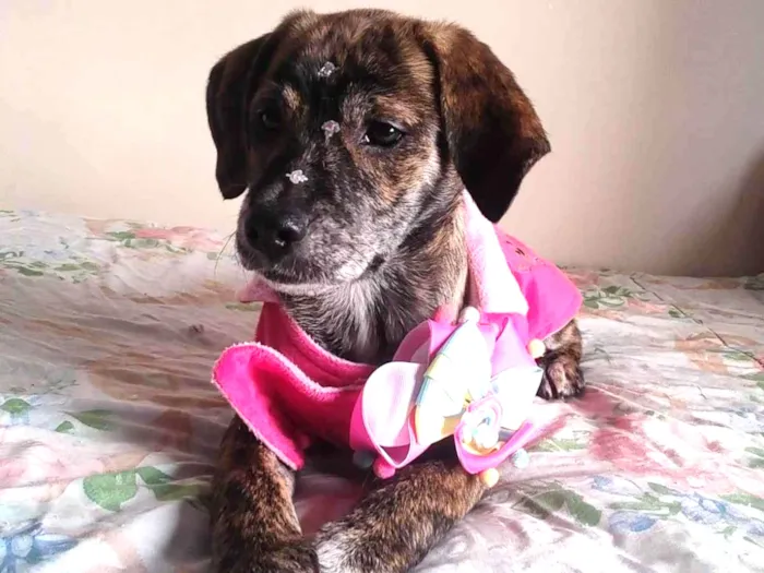 Cachorro ra a SRD-ViraLata idade 2 a 6 meses nome Dolly