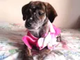 Dolly