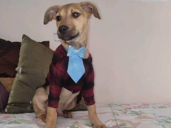 Cachorro ra a SRD-ViraLata idade 2 a 6 meses nome Broke