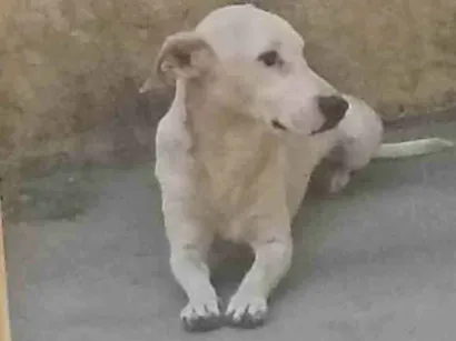 Cachorro raça  idade 1 ano nome Omaley