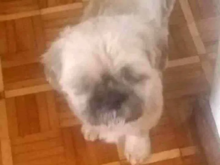 Cachorro ra a Shitzu idade 6 ou mais anos nome Spike