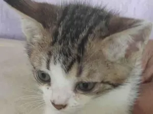 Gato raça Mestico  idade 2 a 6 meses nome Fofuxo