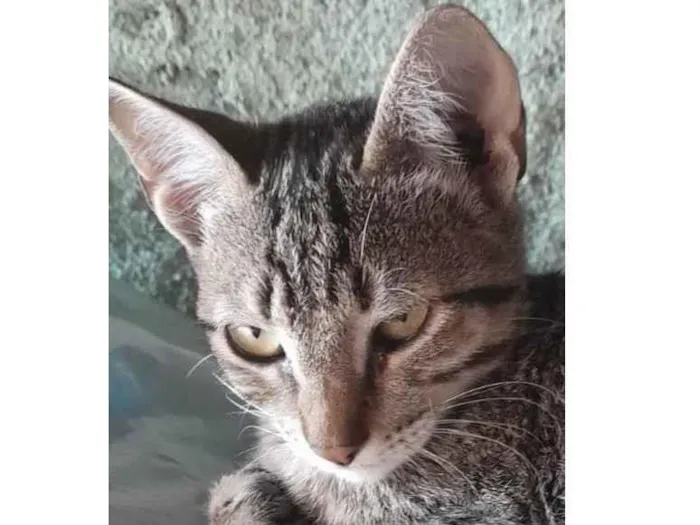 Gato ra a Mestico idade 2 a 6 meses nome Peter 