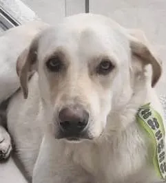 Cachorro ra a Mestiço labrador idade 2 anos nome Denver