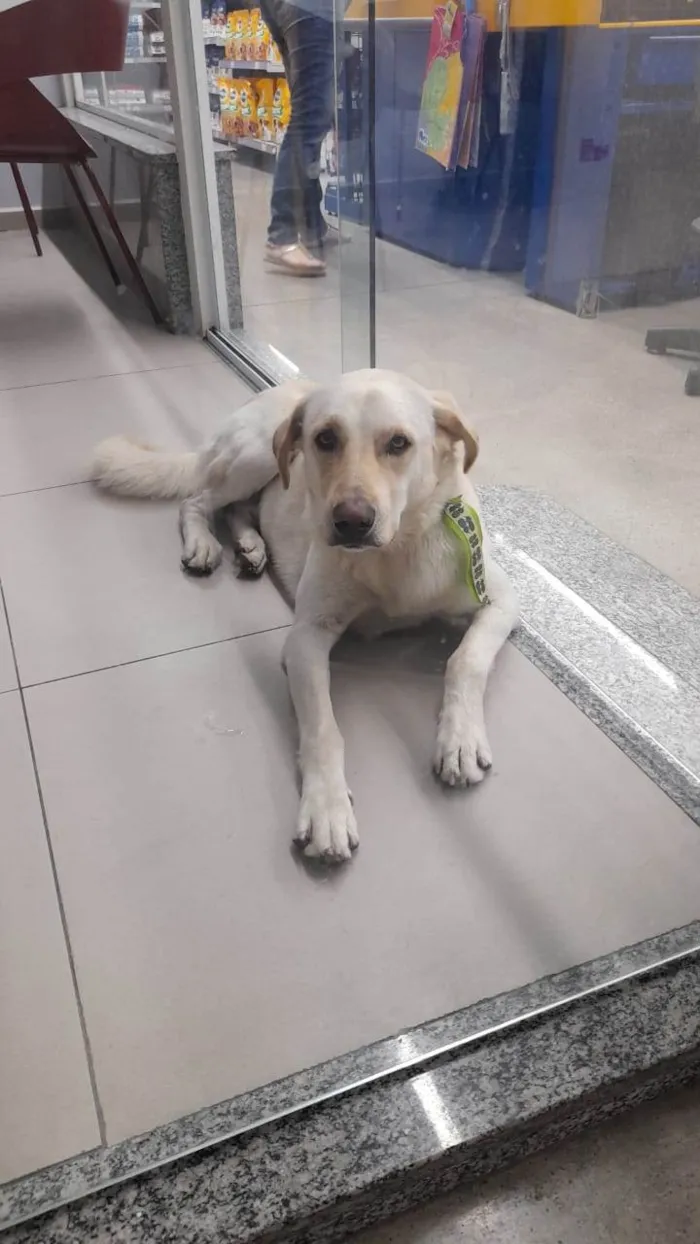 Cachorro ra a Mestiço labrador idade 2 anos nome Denver