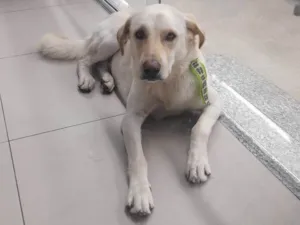 Cachorro raça Mestiço labrador idade 2 anos nome Denver