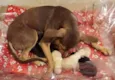 Filhotinhos de cachorro a desmamar