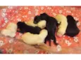 Filhotinhos de cachorro a desmamar