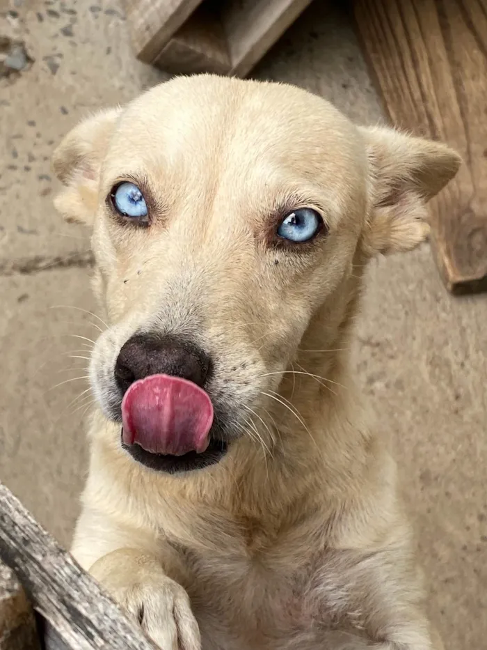 Cachorro ra a SRD-ViraLata idade 3 anos nome Branca 