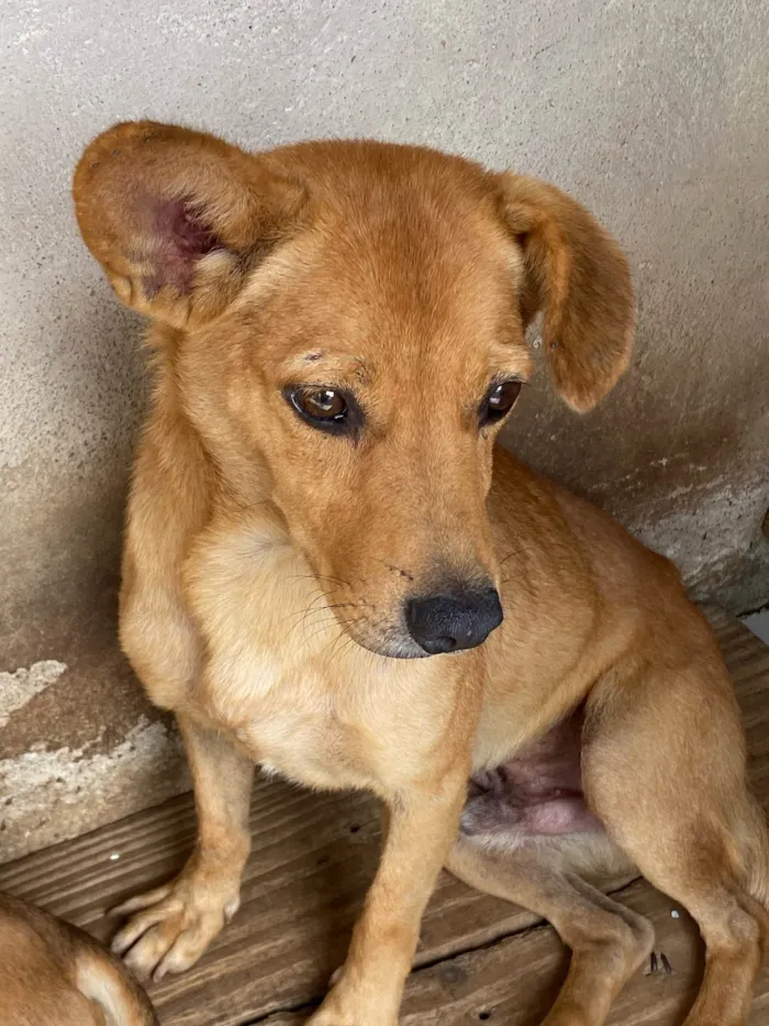 Cachorro ra a SRD-ViraLata idade 2 anos nome Zé