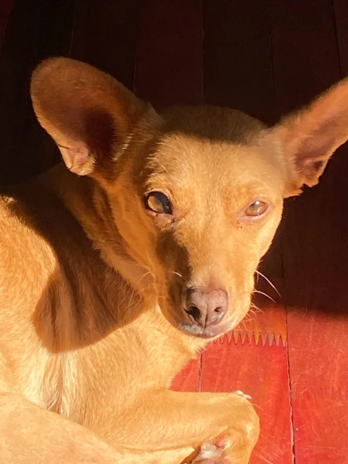 Cachorro ra a SRD-ViraLata idade 2 anos nome Orelhuda 