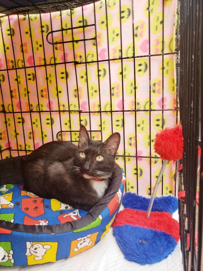Gato ra a SRD-ViraLata idade 7 a 11 meses nome Endora