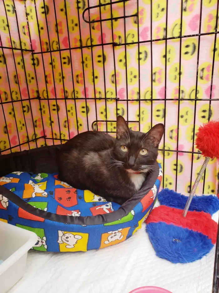 Gato ra a SRD-ViraLata idade 7 a 11 meses nome Endora